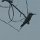 Bienenfresser-Vogel